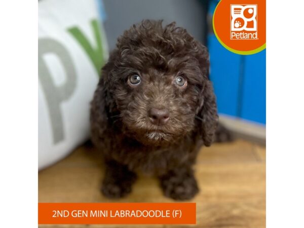 [#16493] Chocolate Female Labradoodle Mini 2nd Gen Puppies For Sale