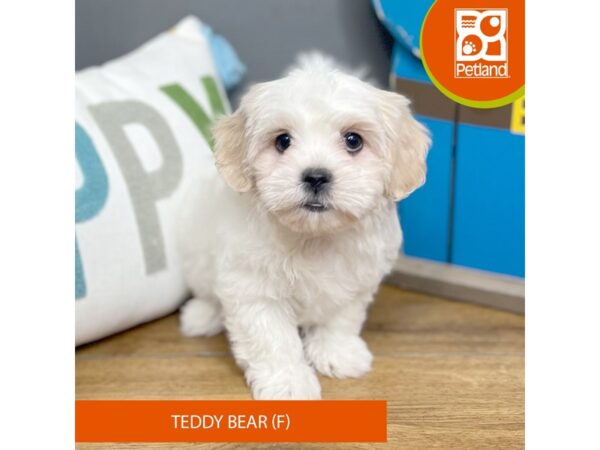 Teddy Bear-Dog-Female-Cream / White-16512-Petland Chillicothe, Ohio