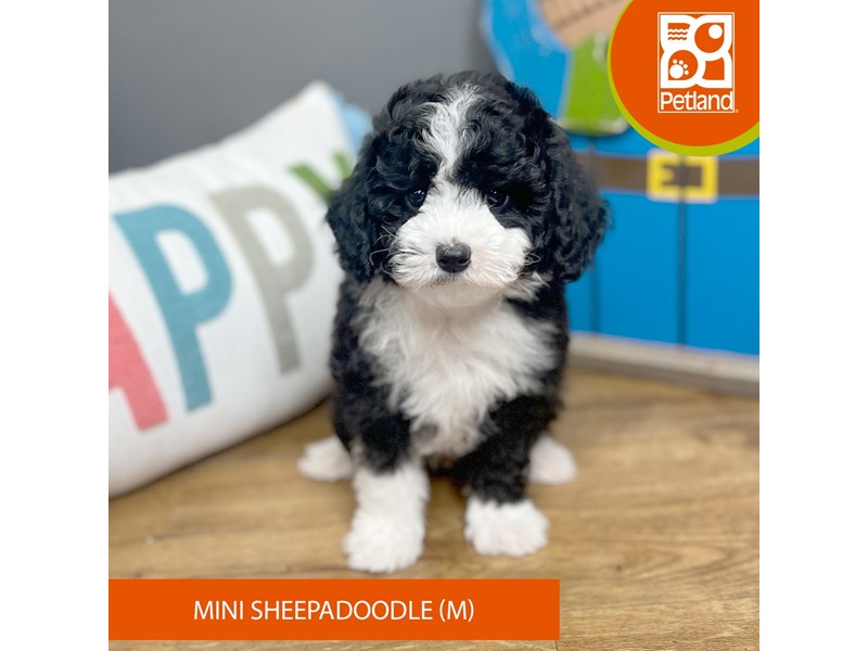 Mini Sheepadoodle - 16513 Image #1
