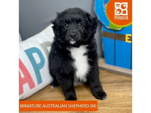 Miniature Australian Shepherd-Dog-Male-Black-16516-Petland Chillicothe, Ohio