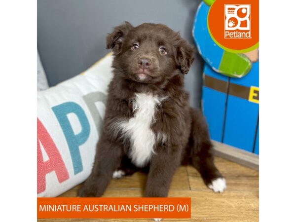 Miniature Australian Shepherd Dog Male Chocolate 16517 Petland Chillicothe, Ohio