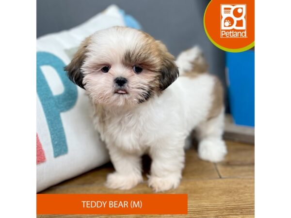 Teddy Bear Dog Male Brown / White 16518 Petland Chillicothe, Ohio