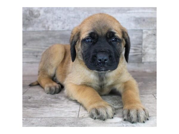 Mastiff Dog Male Fawn 16522 Petland Chillicothe, Ohio