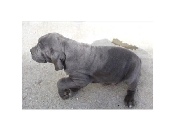 Neapolitan Mastiff-Dog-Male-Blue-16527-Petland Chillicothe, Ohio