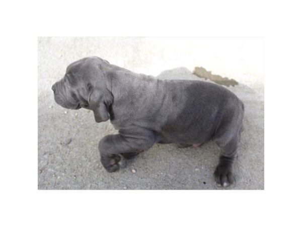 Neapolitan Mastiff Dog Male Blue 16527 Petland Chillicothe, Ohio