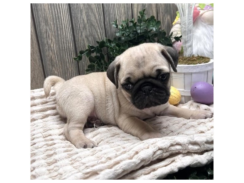 Pug - 16535 Image #1