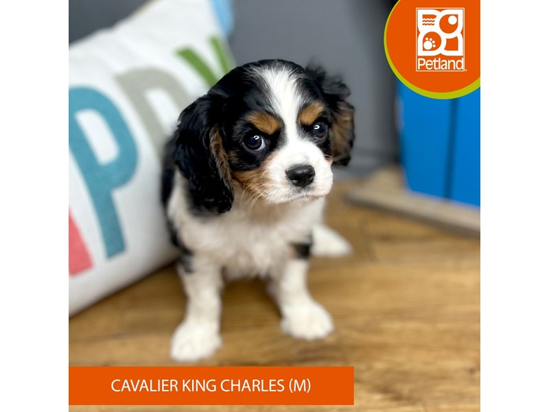 Cavalier King Charles Spaniel - 16532 Image #1