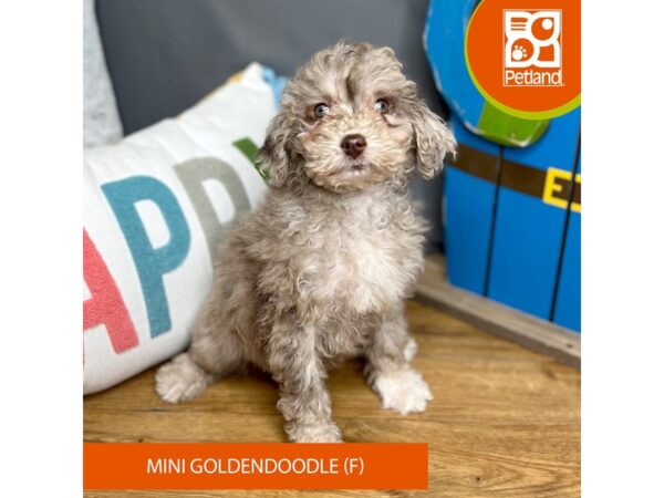 [#16531] Blue Merle Female Goldendoodle Mini Puppies For Sale