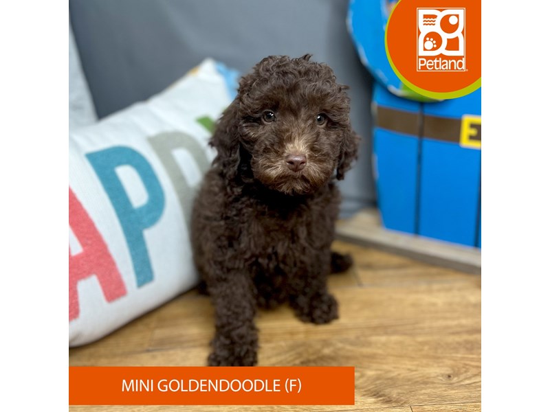 Goldendoodle Mini - 16530 Image #1