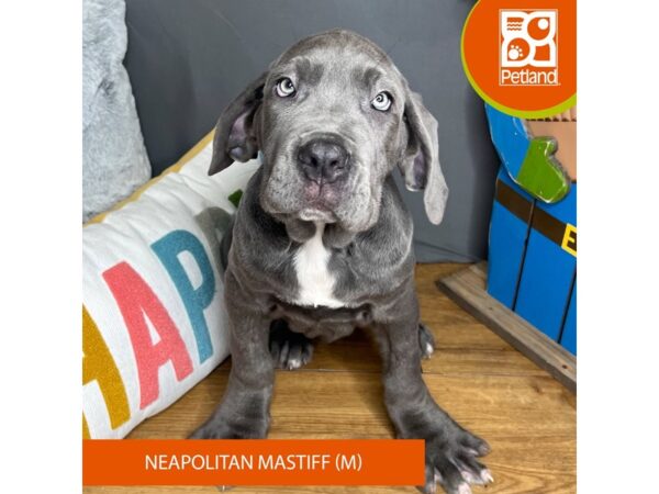 [#16527] Blue Male Neapolitan Mastiff Puppies For Sale