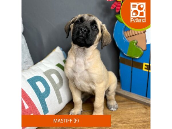 Mastiff Dog Female Fawn 16521 Petland Chillicothe, Ohio