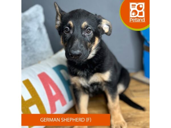 German Shepherd Dog Dog Female Black / Tan 16523 Petland Chillicothe, Ohio