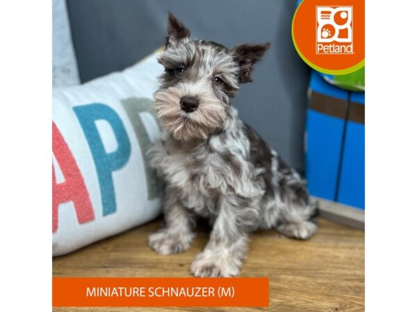 Min Schnauzer Dog Male Liver 16542 Petland Chillicothe, Ohio