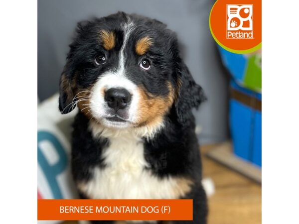 Bernese Mountain Dog Dog Female Tri-Colored 16539 Petland Chillicothe, Ohio