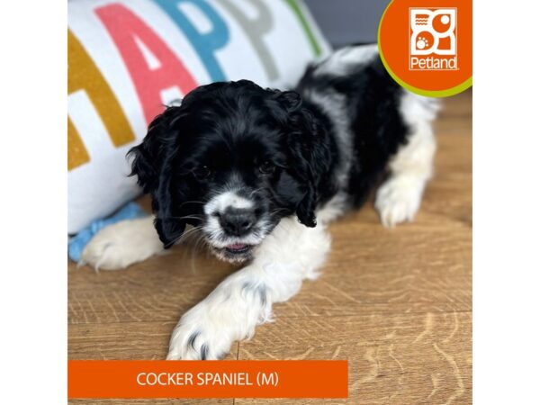 Cocker Spaniel-Dog-Male-Black / White-16538-Petland Chillicothe, Ohio