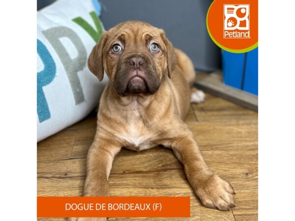 Dogue De Bordeaux-Dog-Female-Red-16537-Petland Chillicothe, Ohio