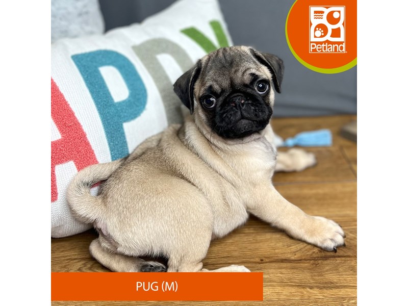 Pug - 16536 Image #1