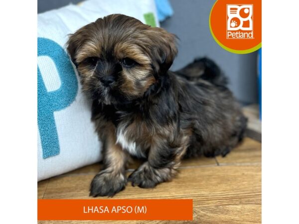 Lhasa Apso-Dog-Male-Red Gold-16534-Petland Chillicothe, Ohio