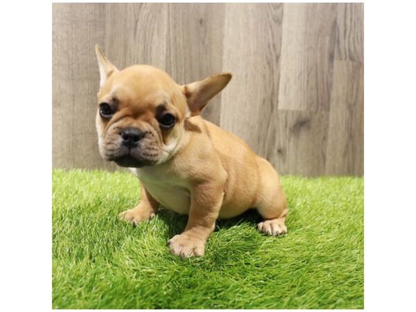 French Bulldog-Dog-Female-Fawn-16543-Petland Chillicothe, Ohio