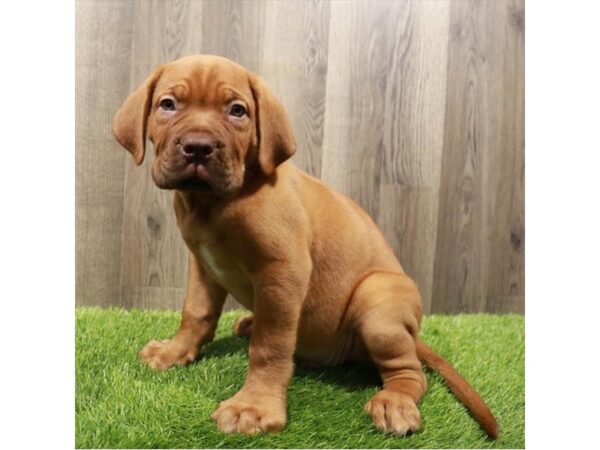 Dogue de Bordeaux Dog Male Red 16546 Petland Chillicothe, Ohio