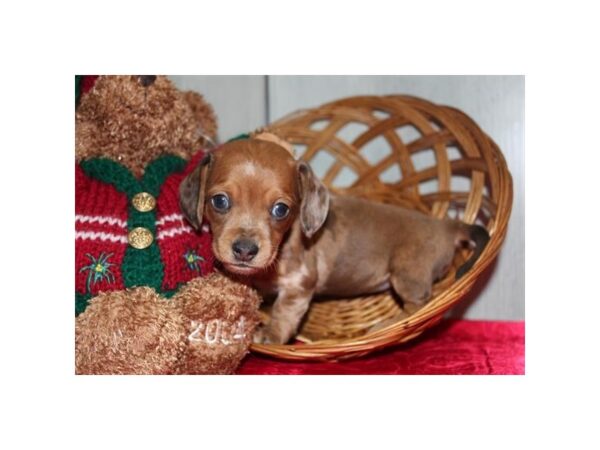 Dachshund-Dog-Female-Chocolate / White-16550-Petland Chillicothe, Ohio