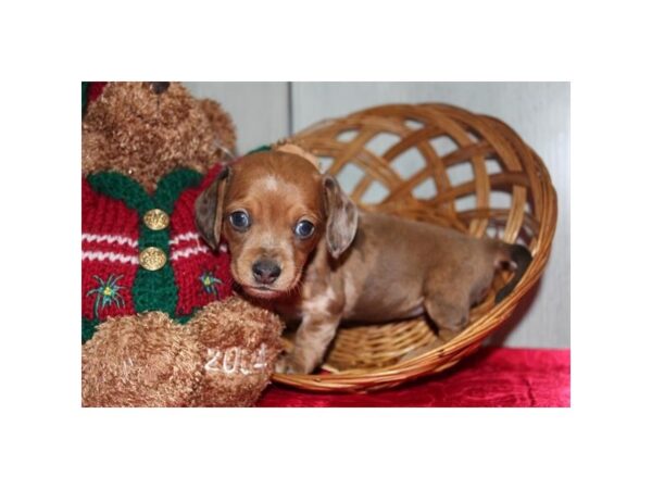 Dachshund Dog Female Chocolate / White 16550 Petland Chillicothe, Ohio