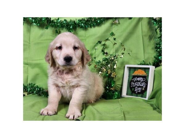 Golden Retriever Dog Male Light Golden 16547 Petland Chillicothe, Ohio