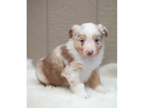 Australian Shepherd Dog Male Red Merle 16555 Petland Chillicothe, Ohio