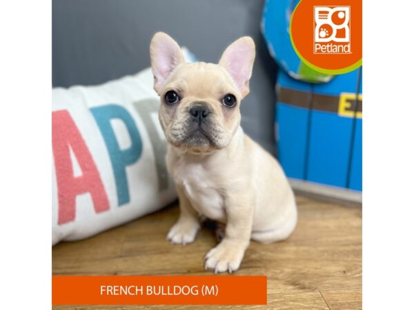 French Bulldog Dog Male Cream 16544 Petland Chillicothe, Ohio