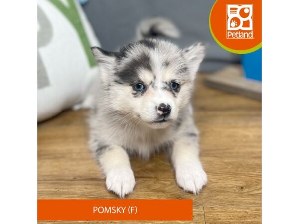 Pomsky Dog Female Blue Merle 16553 Petland Chillicothe, Ohio