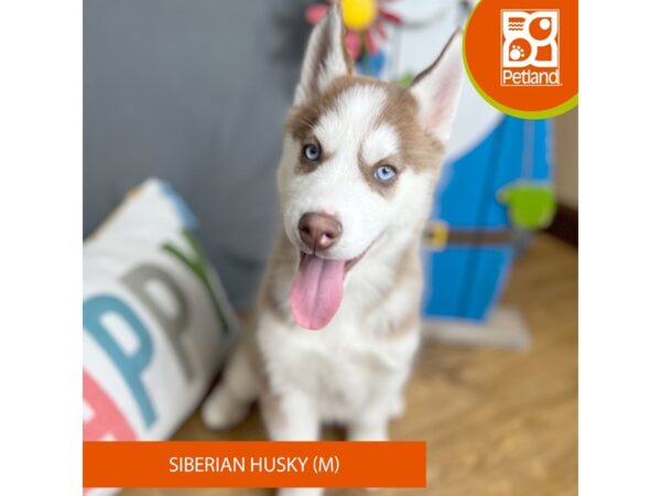 Siberian Husky-Dog-Male-Red / White-16554-Petland Chillicothe, Ohio