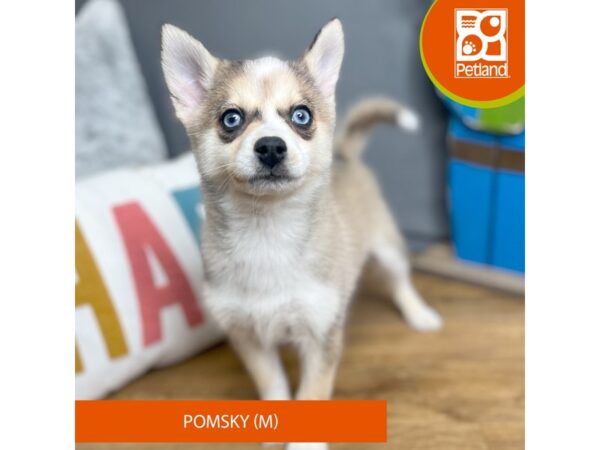 Pomsky-Dog-Male-Red / White-16557-Petland Chillicothe, Ohio