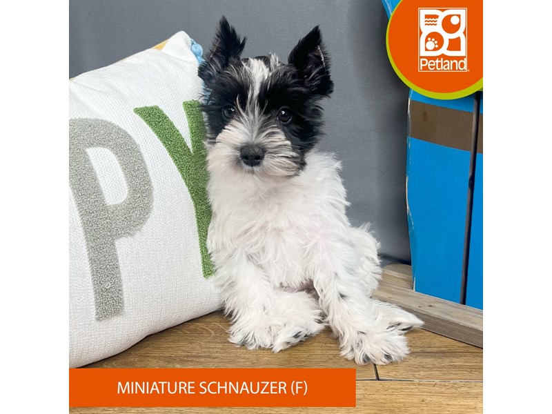 Miniature Schnauzer - 16548 Image #1