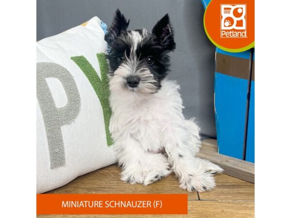 Miniature Schnauzer Dog Female White / Black 16548 Petland Chillicothe, Ohio