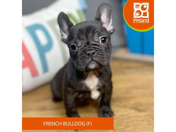 French Bulldog Dog Female Black 16545 Petland Chillicothe, Ohio