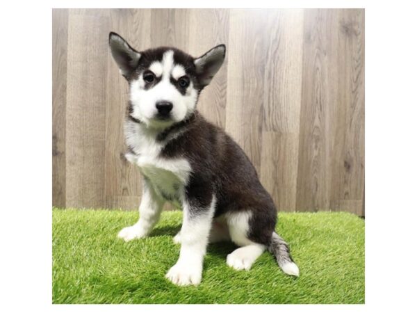 Siberian Husky Dog Male Black / White 16566 Petland Chillicothe, Ohio