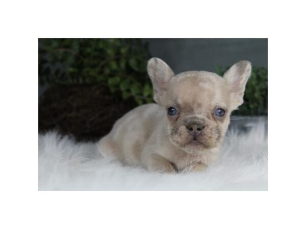 [#16569] Fawn Merle Male French Bulldog Puppies For Sale