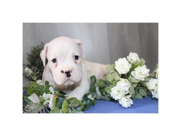 [#16568] Fawn / White Female Boxer Puppies For Sale