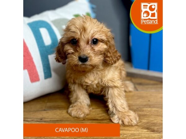 Cavapoo-Dog-Male-Red-16573-Petland Chillicothe, Ohio