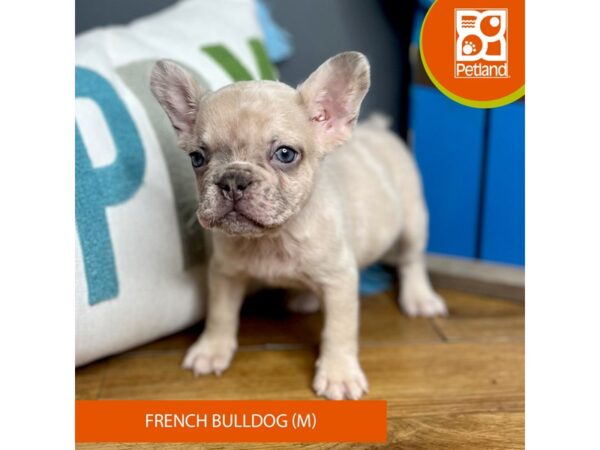 French Bulldog-Dog-Male-Fawn Merle-16569-Petland Chillicothe, Ohio