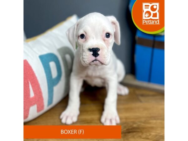 Boxer Dog Female Fawn / White 16568 Petland Chillicothe, Ohio