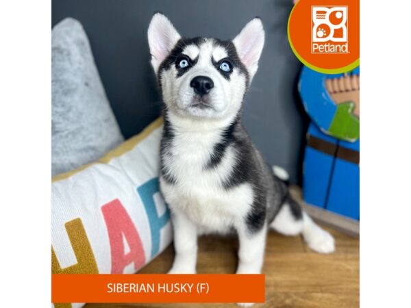 Siberian Husky Dog Female Black / White 16567 Petland Chillicothe, Ohio