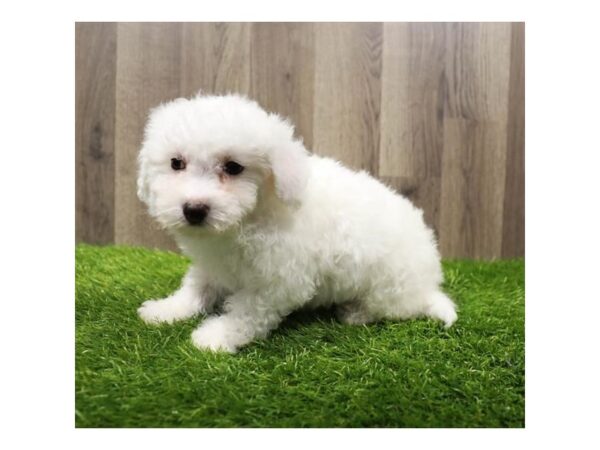[#16585] White Male Bichon Frise Puppies For Sale