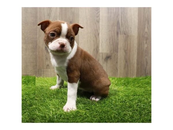 [#16586] Red / White Male Boston Terrier Puppies For Sale