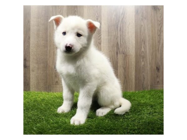 [#16582] White Male Siberian Husky Puppies For Sale