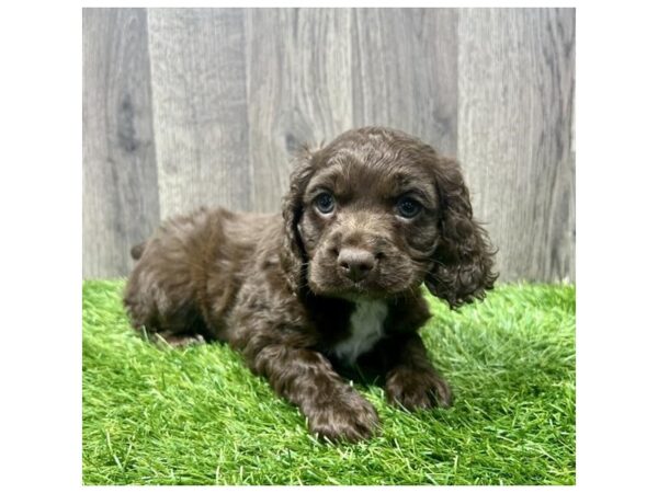 Cock A Poo Dog Female Chocolate 16587 Petland Chillicothe, Ohio