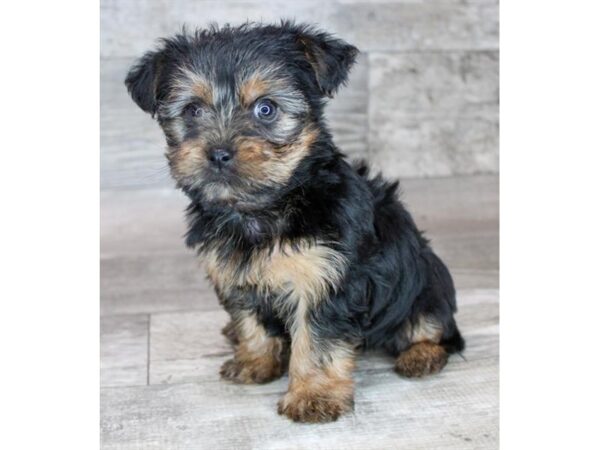 [#16591] Black / Tan Female Yorkshire Terrier Puppies For Sale