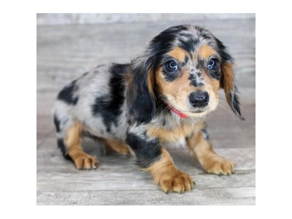 [#16589] Black / Tan Female Dachshund Puppies For Sale