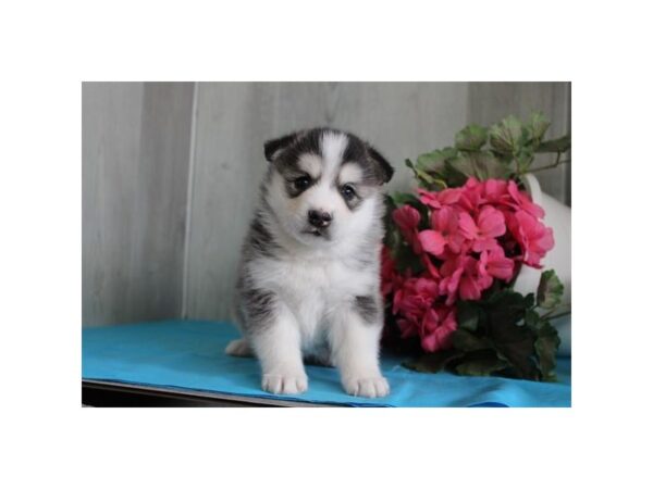 [#16596] Black / White Female Huskimo Puppies For Sale