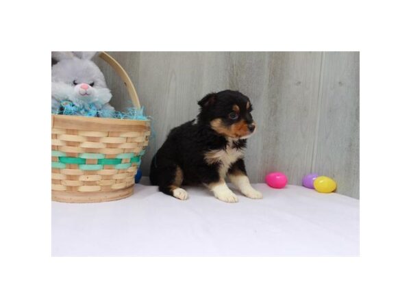 [#16594] Black Tan / White Female Miniature Australian Shepherd Puppies For Sale